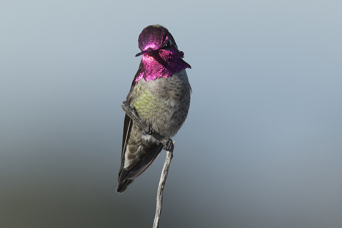  Anna-kolibri